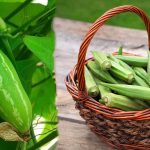 Ivy Gourd: దొండకాయలు తింటే నిజంగానే మెదడు మొద్దుబారుతుందా? బెండకాయ తింటే లెక్కలు వస్తాయా? ఏది నిజం?