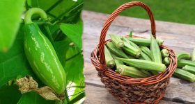 Ivy Gourd: దొండకాయలు తింటే నిజంగానే మెదడు మొద్దుబారుతుందా? బెండకాయ తింటే లెక్కలు వస్తాయా? ఏది నిజం?