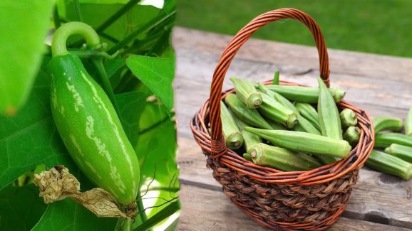 Ivy Gourd: దొండకాయలు తింటే నిజంగానే మెదడు మొద్దుబారుతుందా? బెండకాయ తింటే లెక్కలు వస్తాయా? ఏది నిజం?