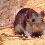 Hantavirus: వామ్మో.. ఎలుకల వైరస్, ఇప్పటికే ఇద్దరు మృతి.. లక్షణాలు ఇవే