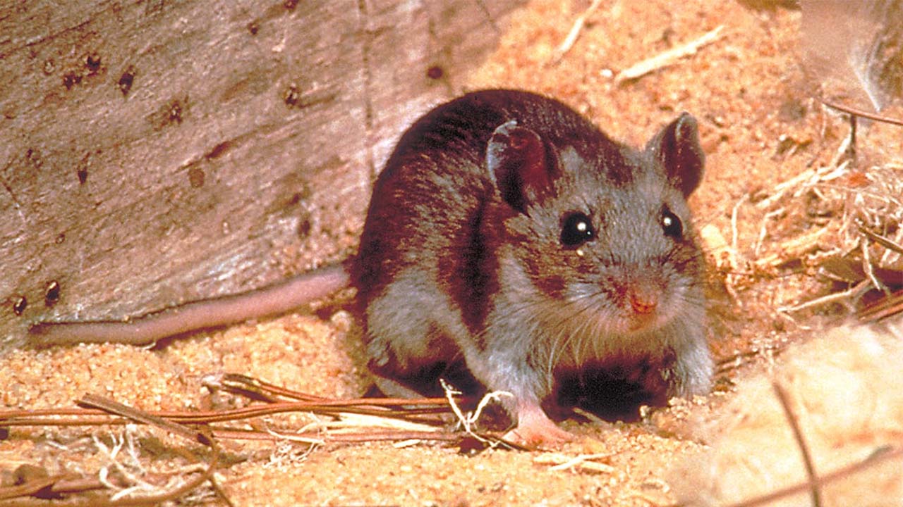 Hantavirus: వామ్మో.. ఎలుకల వైరస్, ఇప్పటికే ఇద్దరు మృతి.. లక్షణాలు ఇవే