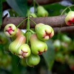 Water Apple: ఈ యాపిల్ గురించి తెలుసా..? డీహైడ్రేషన్‌కు బెస్ట్ ఫ్రూట్..!