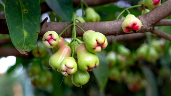 Water Apple: ఈ యాపిల్ గురించి తెలుసా..? డీహైడ్రేషన్‌కు బెస్ట్ ఫ్రూట్..!