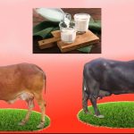 Cow Milk Vs Buffalo Milk: ఆవు పాలు Vs గేదె పాలు, ఆరోగ్యానికి ఏవి మంచివి ?