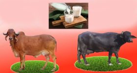 Cow Milk Vs Buffalo Milk: ఆవు పాలు Vs గేదె పాలు, ఆరోగ్యానికి ఏవి మంచివి ?