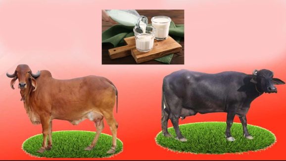 Cow Milk Vs Buffalo Milk: ఆవు పాలు Vs గేదె పాలు, ఆరోగ్యానికి ఏవి మంచివి ?