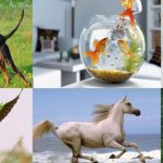 Vastu Tips: వాస్తు శాస్త్రం ప్రకారం ఏ పక్షులు, జంతువులు ఇంట్లోకి వస్తే మంచిదో తెలుసా ?