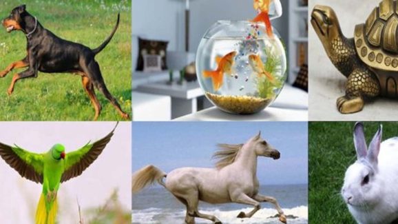 Vastu Tips: వాస్తు శాస్త్రం ప్రకారం ఏ పక్షులు, జంతువులు ఇంట్లోకి వస్తే మంచిదో తెలుసా ?