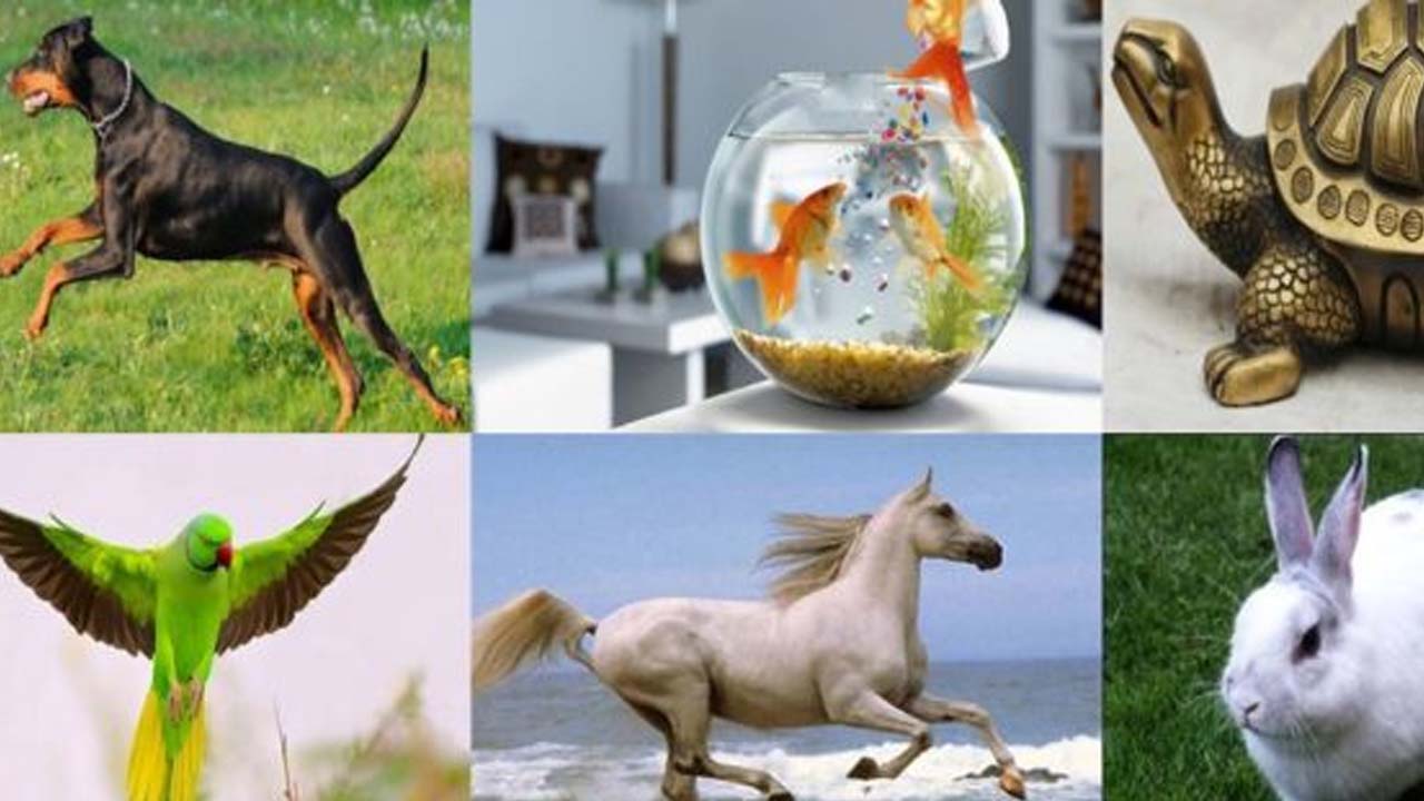 Vastu Tips: వాస్తు శాస్త్రం ప్రకారం ఏ పక్షులు, జంతువులు ఇంట్లోకి వస్తే మంచిదో తెలుసా ?