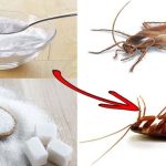 Tips For Cockroaches: బొద్దింకలతో విసిగిపోయారా ? ఇలా చేస్తే.. ఇంటి నుండి పూర్తిగా పారిపోతాయ్