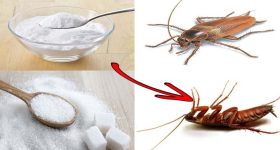 Tips For Cockroaches: బొద్దింకలతో విసిగిపోయారా ? ఇలా చేస్తే.. ఇంటి నుండి పూర్తిగా పారిపోతాయ్
