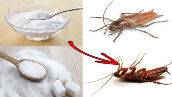 Tips For Cockroaches: బొద్దింకలతో విసిగిపోయారా ? ఇలా చేస్తే.. ఇంటి నుండి పూర్తిగా పారిపోతాయ్