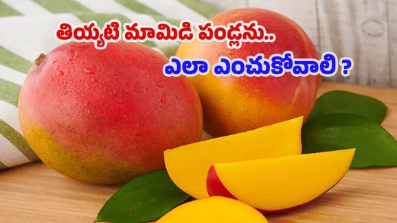 Buying Mango: రసాయనాలతో.. పండించిన మామిడి పండ్లను ఎలా గుర్తించాలి ?