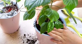 Mosquito Repellent Plants: ఇంట్లో ఈ మొక్కలు ఉంటే.. ఒక్క దోమ కూడా రాదు