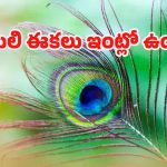Peacock Feather: నెమలి ఈక ఇంట్లో ఉంటే.. శుభమా ? అశుభమా ?