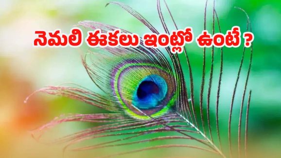 Peacock Feather: నెమలి ఈక ఇంట్లో ఉంటే.. శుభమా ? అశుభమా ?