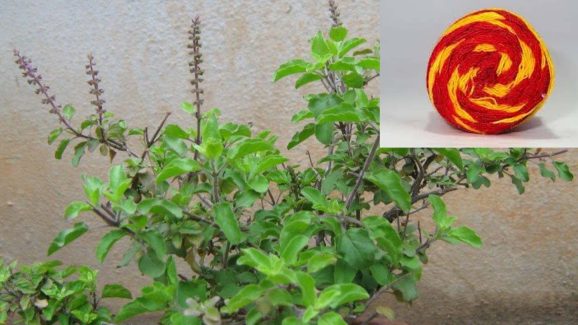 Vastu Tips For Tulsi: తులసి చెట్టుకు ఈ దారం కడితే.. లక్ష్మీ దేవి అనుగ్రహం, డబ్బుకు ఏ లోటూ ఉండదు