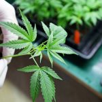 Cannabis: గంజాయితో క్యాన్సర్ తగ్గుతుందా? ఇదిగో ఇలా తీసుకోవాలి!