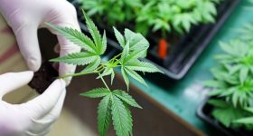 Cannabis: గంజాయితో క్యాన్సర్ తగ్గుతుందా? ఇదిగో ఇలా తీసుకోవాలి!
