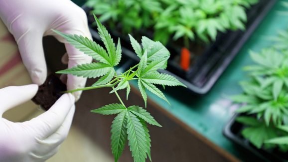 Cannabis: గంజాయితో క్యాన్సర్ తగ్గుతుందా? ఇదిగో ఇలా తీసుకోవాలి!