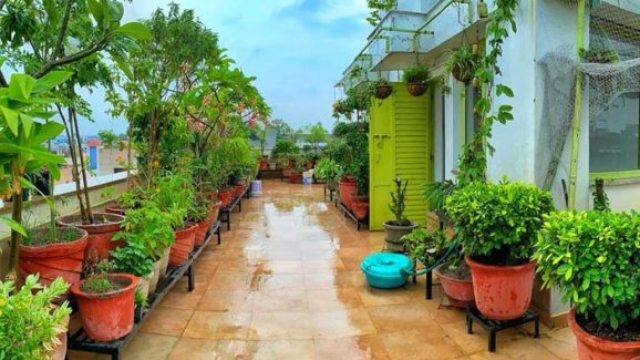 Terrace Garden: టెర్రస్ గార్డెన్‌లో ఈజీగా.. పెరిగే కూరగాయ మొక్కలు ఇవే !