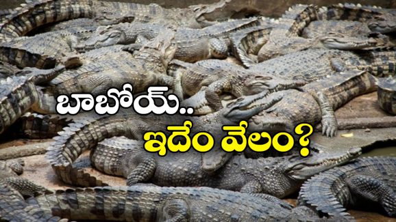 Crocodiles:  మొసళ్లను పెంచుకుంటారా? వందల టన్నులు వేలానికి సిద్ధం.. డెలీవరీ బాధ్యతలు మీవే!