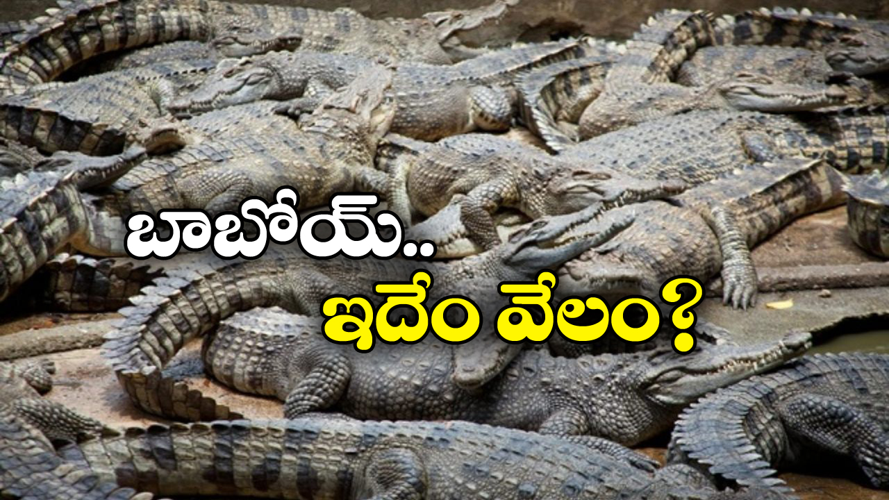 Crocodiles:  మొసళ్లను పెంచుకుంటారా? వందల టన్నులు వేలానికి సిద్ధం.. డెలీవరీ బాధ్యతలు మీవే!