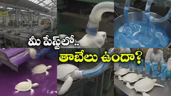 Fact Check:  తాబేళ్లను చంపి టూత్ పేస్ట్ తయారీ.. ఇదీ అసలు కథ!