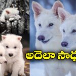 Game of Thrones: 12,500 ఏళ్ల కిందట అంతరించిపోయిన ‘గేమ్ ఆఫ్ థ్రోన్స్’ నక్కల జాతికి మళ్లీ ప్రాణం!