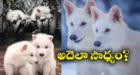Game of Thrones: 12,500 ఏళ్ల కిందట అంతరించిపోయిన 'గేమ్ ఆఫ్ థ్రోన్స్' నక్కల జాతికి మళ్లీ ప్రాణం!
