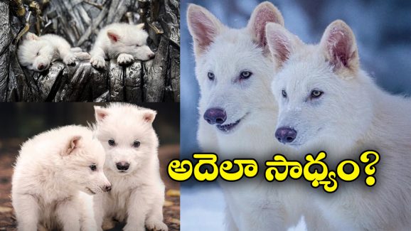 Game of Thrones: 12,500 ఏళ్ల కిందట అంతరించిపోయిన ‘గేమ్ ఆఫ్ థ్రోన్స్’ నక్కల జాతికి మళ్లీ ప్రాణం!