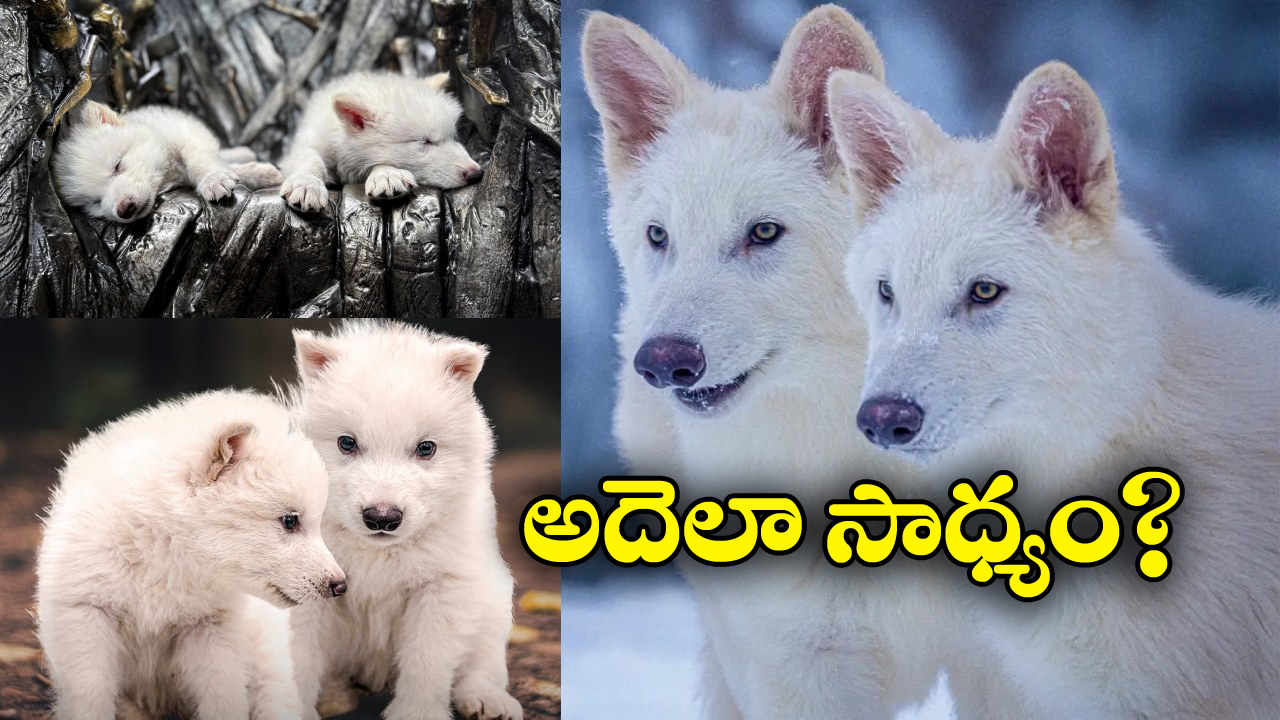 Game of Thrones: 12,500 ఏళ్ల కిందట అంతరించిపోయిన ‘గేమ్ ఆఫ్ థ్రోన్స్’ నక్కల జాతికి మళ్లీ ప్రాణం!