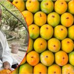 Mangao Man: ఇండియా మ్యాంగో మేన్ కలీం  @ 300