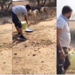 Madhya Pradesh: చిరుత పులులకు నీళ్లు పెట్టాడు.. చిక్కుల్లో పడ్డాడు.. ఉద్యోగం పాయే!