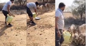 Madhya Pradesh: చిరుత పులులకు నీళ్లు పెట్టాడు.. చిక్కుల్లో పడ్డాడు.. ఉద్యోగం పాయే!