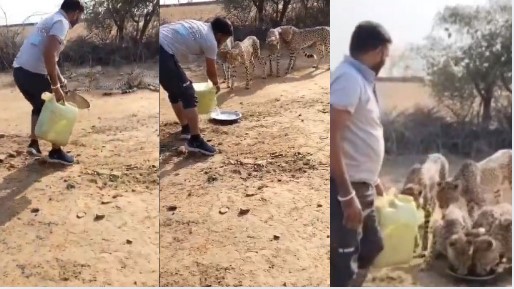 Madhya Pradesh: చిరుత పులులకు నీళ్లు పెట్టాడు.. చిక్కుల్లో పడ్డాడు.. ఉద్యోగం పాయే!