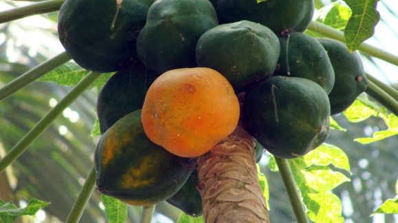 Raw Papaya Benefits: పచ్చి బొప్పాయి తింటే ఇన్ని లాభాలా.. మీరు అస్సలు నమ్మలేరు