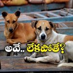 Street Dogs Benefits: వీధి కుక్కలు ఉండాలి.. లేకపోతే ఎన్ని నష్టాలో చూడండి – తాజా స్డడీలో షాకింగ్ విషయాలు!