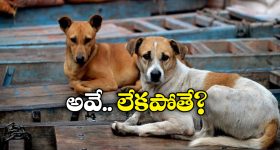 Street Dogs Benefits: వీధి కుక్కలు ఉండాలి.. లేకపోతే ఎన్ని నష్టాలో చూడండి - తాజా స్డడీలో షాకింగ్ విషయాలు!
