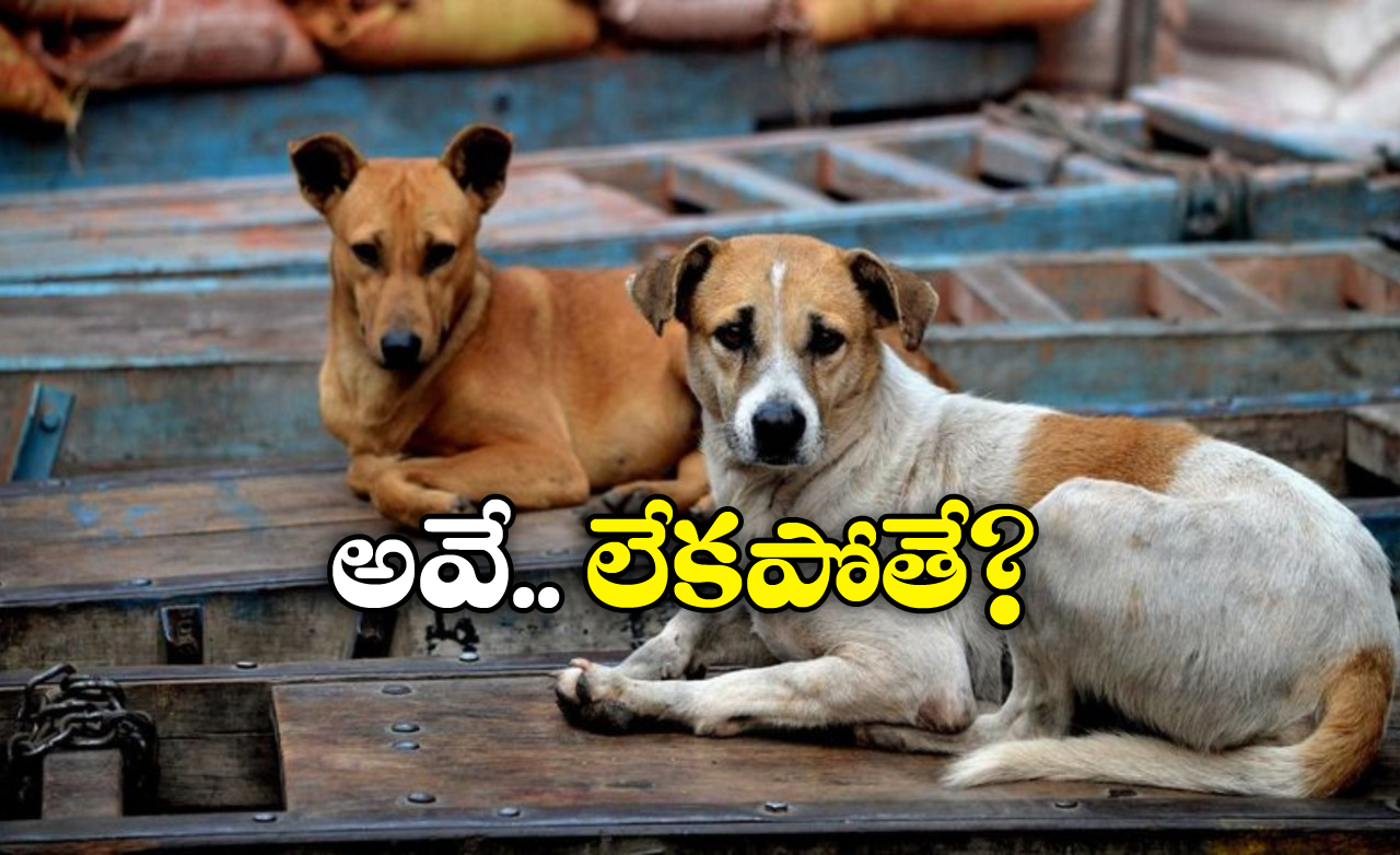 Street Dogs Benefits: వీధి కుక్కలు ఉండాలి.. లేకపోతే ఎన్ని నష్టాలో చూడండి – తాజా స్డడీలో షాకింగ్ విషయాలు!