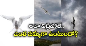Supreme Court Infants Purchase: మీది కడుపుకోత ఎలా అవుతుంది?.. పసికందులను కొనుగోలు చేసినవారిపై సుప్రీం ఆగ్రహం