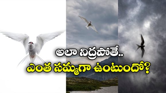 Birds Nap While Flying: ఈ పక్షులు ఎగురుతూ నిద్రపోతాయట.. మరి దారి ఎలా తెలుస్తుంది?