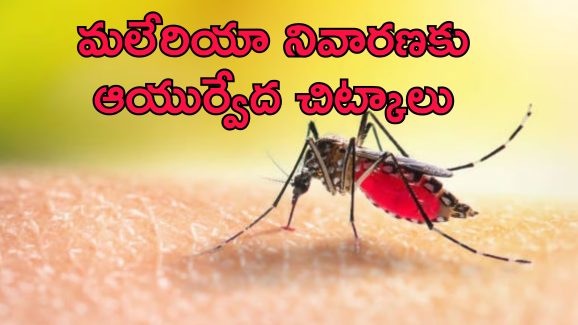 Malaria In Summer: వేసవిలో మలేరియా ప్రమాదం.. నివారణ కోసం ఆయుర్వేదిక్ చిట్కాలు