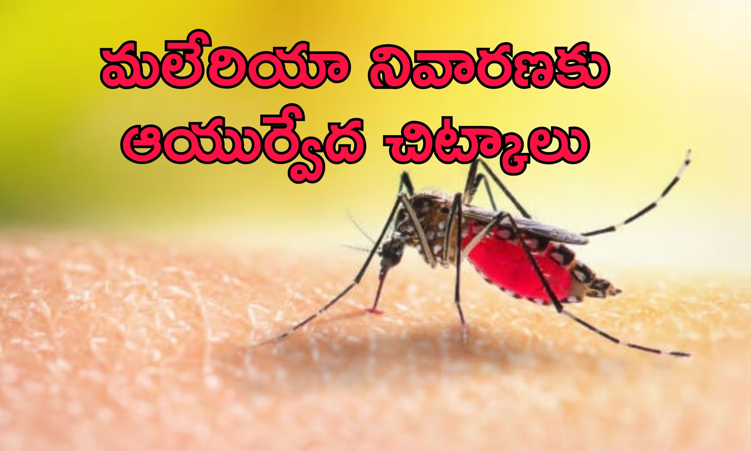 Malaria In Summer: వేసవిలో మలేరియా ప్రమాదం.. నివారణ కోసం ఆయుర్వేదిక్ చిట్కాలు