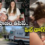 Pet Pit Bull Kills Baby: 7 నెలల చిన్నారిని చంపిన పెంపుడు కుక్క, అయ్యో పాపం!