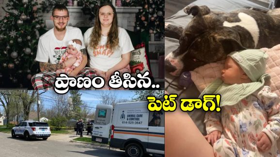 Pet Pit Bull Kills Baby: 7 నెలల చిన్నారిని చంపిన పెంపుడు కుక్క, అయ్యో పాపం!