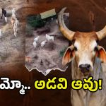 Wild Cows In Nandigama: లంక అడవుల్లో అడవి ఆవుల భయం