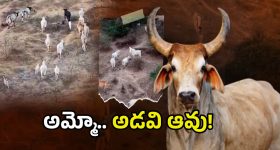 20 Years Fugitive Arrest: భార్య హత్య కేసులో భర్తకు శిక్ష.. 20 ఏళ్ల క్రితం జైలు నుంచి తప్పించుకొని మరో పెళ్లి..