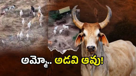 Wild Cows In Nandigama: లంక అడవుల్లో అడవి ఆవుల భయం