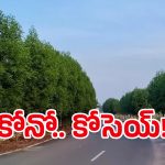Conocarpus Trees: ప్రాణం తీసే చెట్టు.. వీటిని నాటితే పోతారు, మొత్తం పోతారు!